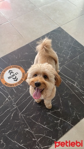 Poodle(Standart Kaniş), Köpek  Odin fotoğrafı