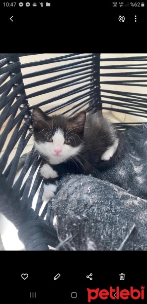 Tekir Kedi, Kedi  Nilya fotoğrafı