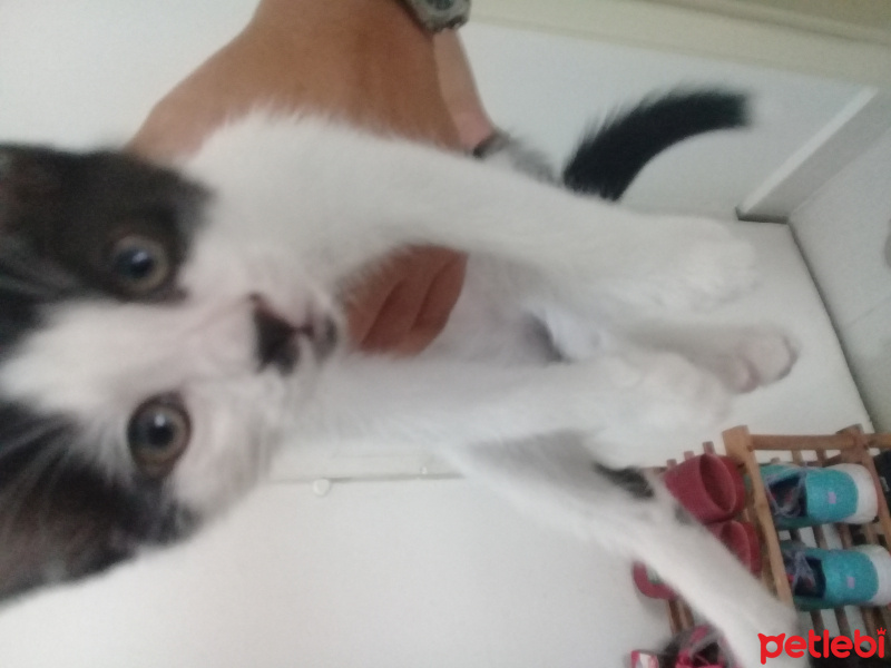 Tekir Kedi, Kedi  Yok fotoğrafı