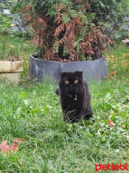 Scottish Fold, Kedi  Hera fotoğrafı