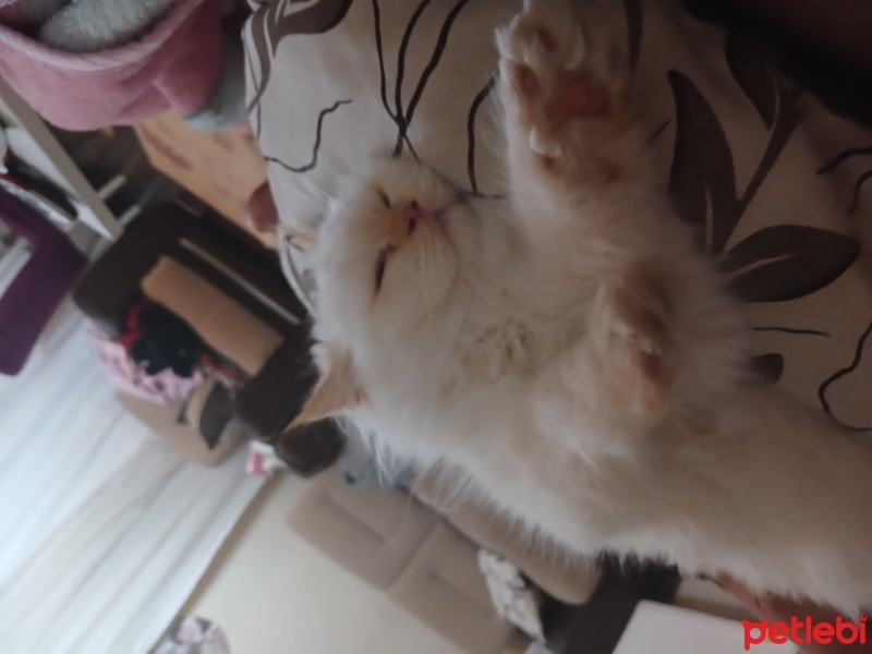 Chinchilla, Kedi  Tosbik fotoğrafı