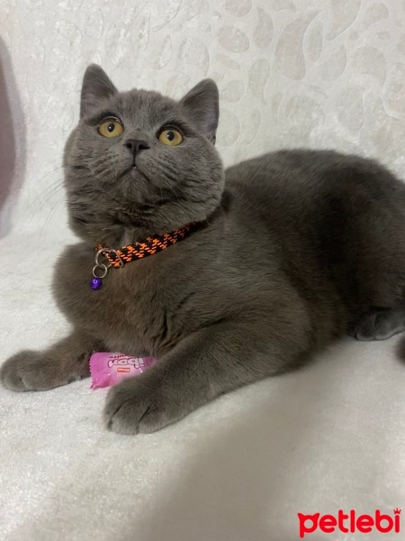 British Shorthair, Kedi  Şans fotoğrafı