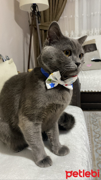 British Shorthair, Kedi  Şans fotoğrafı