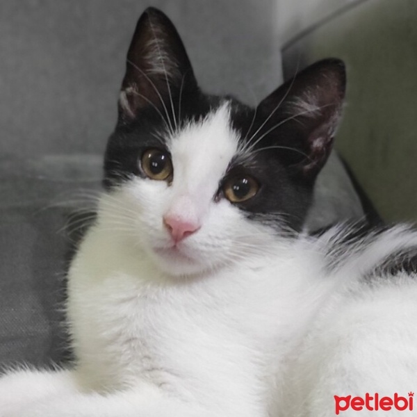 Tuxedo (Smokin) Kedi, Kedi  Luna fotoğrafı