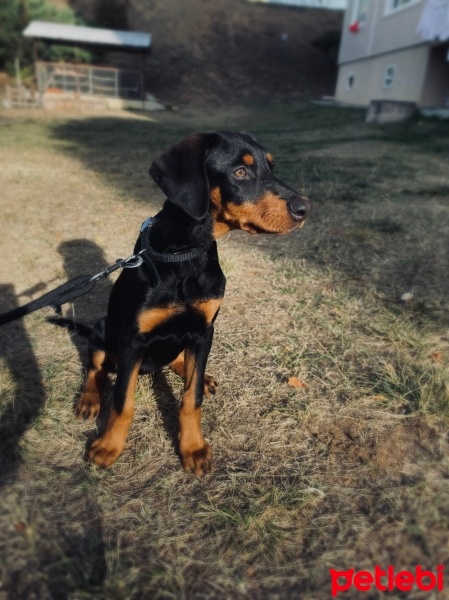 Doberman Pinscher, Köpek  Tina fotoğrafı