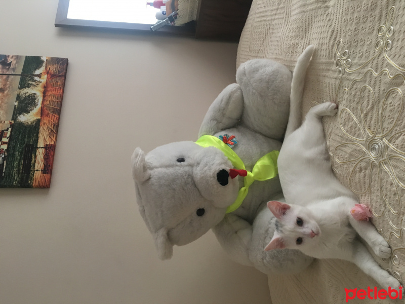 Van Kedisi, Kedi  Pıtır  fotoğrafı