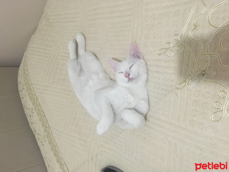 Van Kedisi, Kedi  Pıtır  fotoğrafı