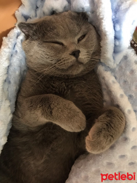 Van Kedisi, Kedi  Pıtır  fotoğrafı