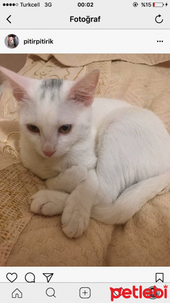 Van Kedisi, Kedi  Pıtır  fotoğrafı