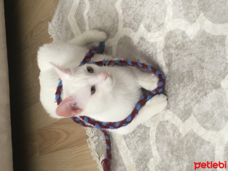 Van Kedisi, Kedi  Pıtır  fotoğrafı