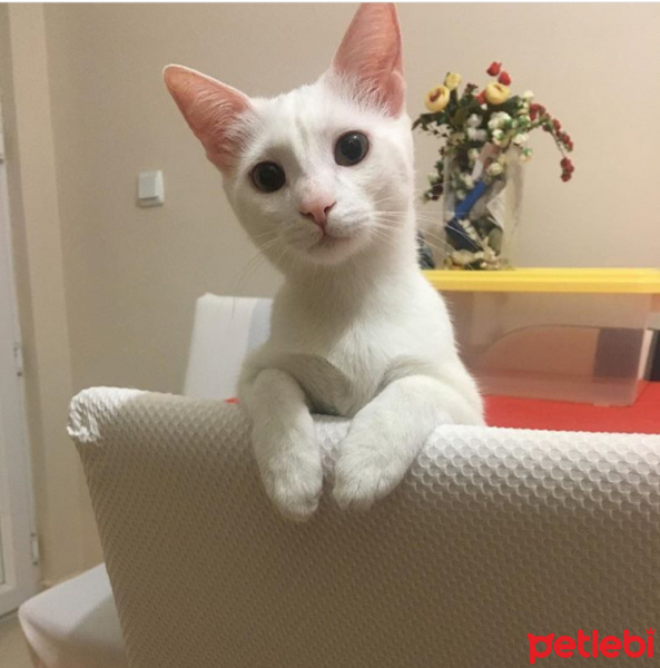 Van Kedisi, Kedi  Pıtır  fotoğrafı