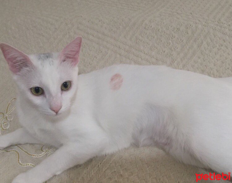 Van Kedisi, Kedi  Pıtır  fotoğrafı