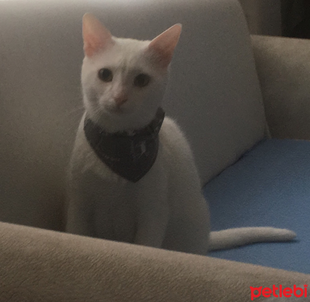 Van Kedisi, Kedi  Pıtır  fotoğrafı