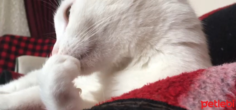 Van Kedisi, Kedi  Pıtır  fotoğrafı