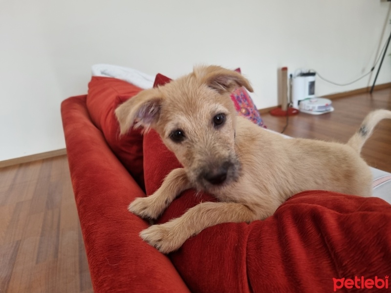 Sokö (Sokak Köpeği), Köpek  Gofret fotoğrafı