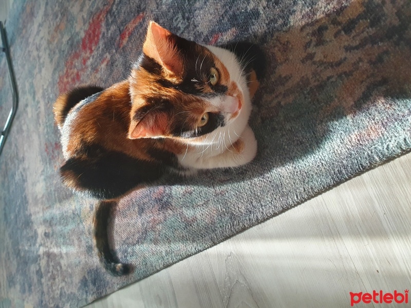 Soke, Kedi  Maya fotoğrafı