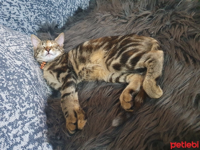 Tekir Kedi, Kedi  Çakıl fotoğrafı