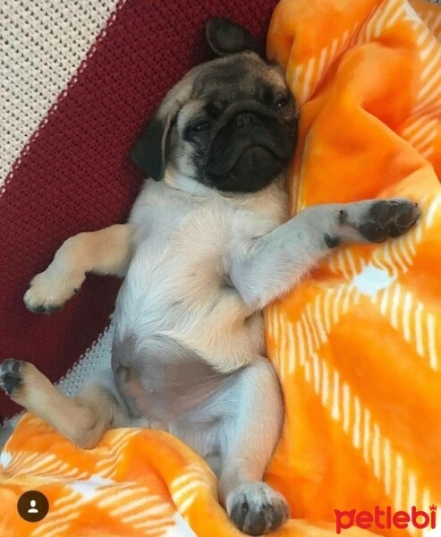 Pug, Köpek  Merkür fotoğrafı