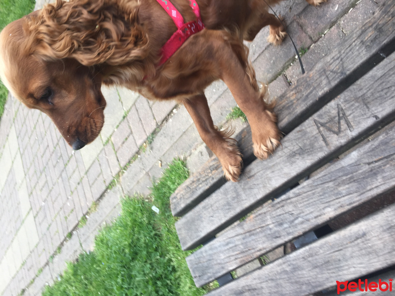 İngiliz Cocker Spaniel, Köpek  şila fotoğrafı