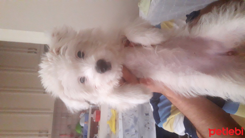 Maltese, Köpek  Şanslı fotoğrafı
