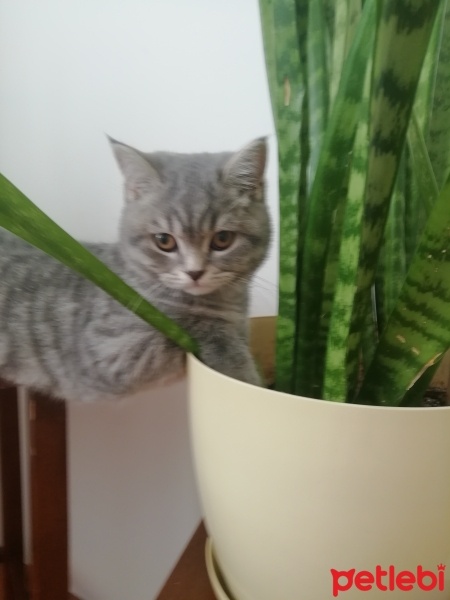 British Shorthair, Kedi  Duman fotoğrafı