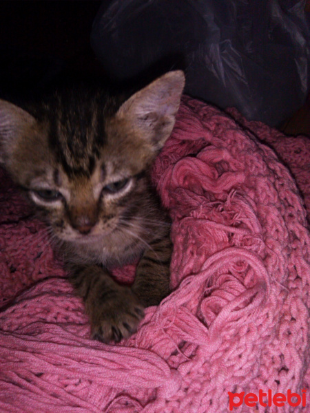 Tekir Kedi, Kedi  Tekir fotoğrafı