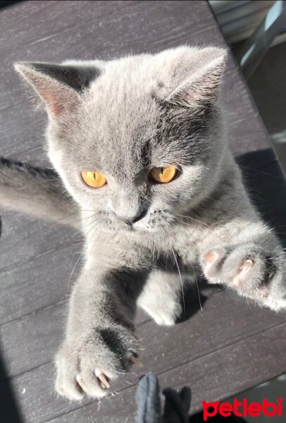 British Shorthair, Kedi  Zeus fotoğrafı