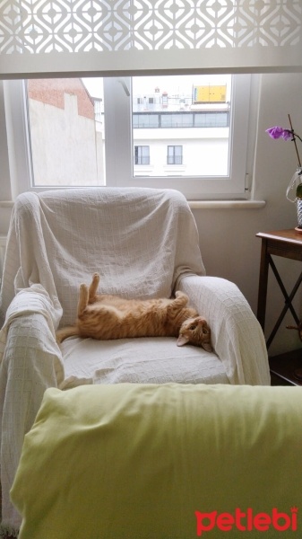 Tekir Kedi, Kedi  Sülo fotoğrafı
