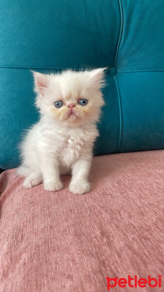 İran Kedisi (Persian), Kedi  Safkan İran kedi yavrusu fotoğrafı