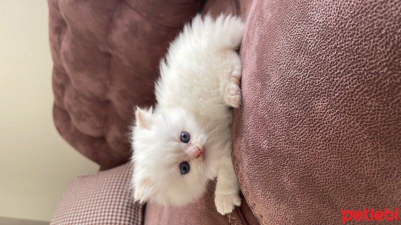 İran Kedisi (Persian), Kedi  Safkan İran kedi yavrusu fotoğrafı