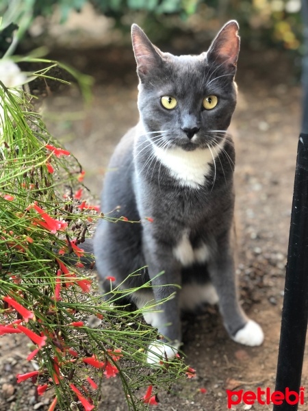 Chartreux, Kedi  Luna fotoğrafı
