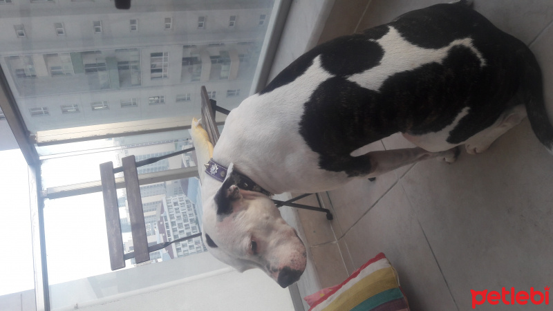 Amerikan Staffordshire Terrier, Köpek  Jesi fotoğrafı