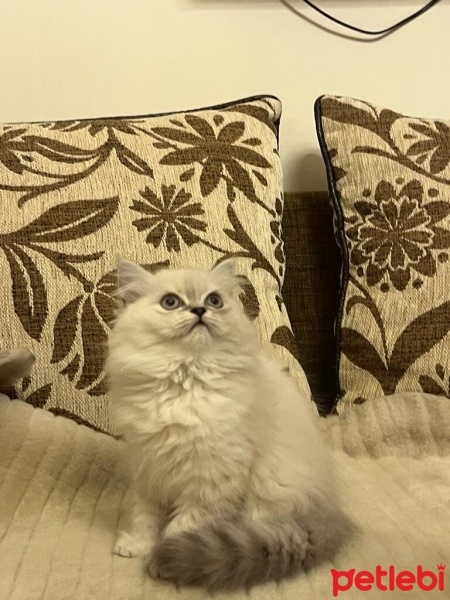 British Longhair, Kedi  garip fotoğrafı