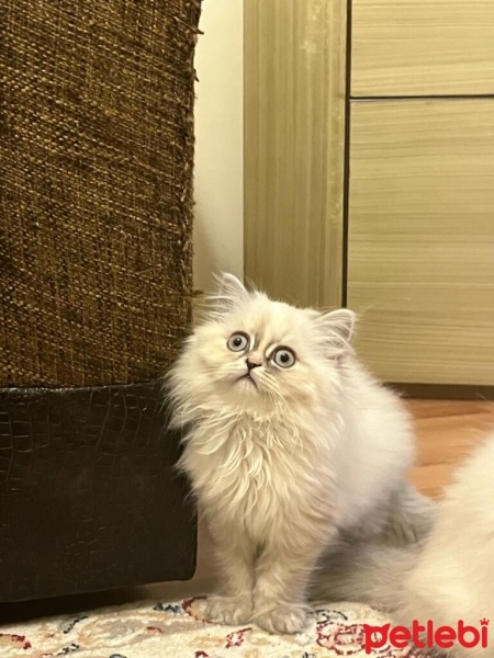 British Longhair, Kedi  garip fotoğrafı