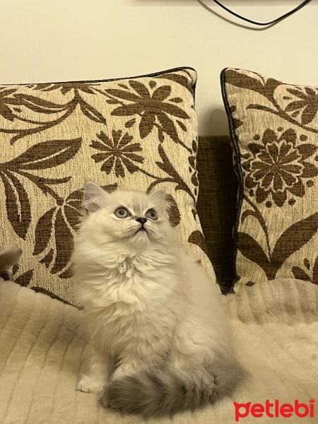 British Longhair, Kedi  garip fotoğrafı