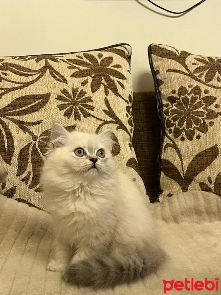 British Longhair, Kedi  garip fotoğrafı
