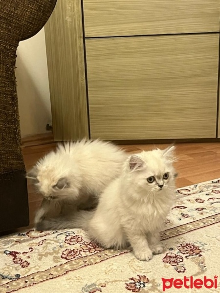 British Longhair, Kedi  garip fotoğrafı