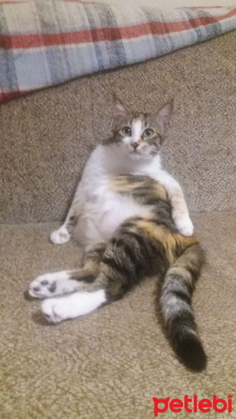 Tekir Kedi, Kedi  Kiraz fotoğrafı