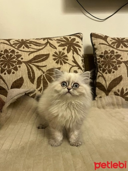 British Longhair, Kedi  pamuk fotoğrafı