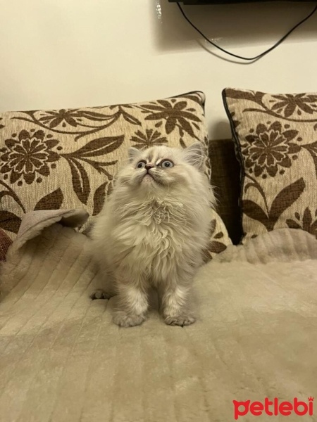 British Longhair, Kedi  pamuk fotoğrafı