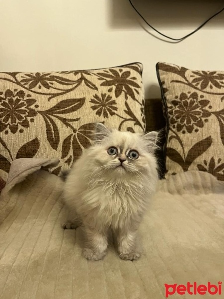 British Longhair, Kedi  pamuk fotoğrafı