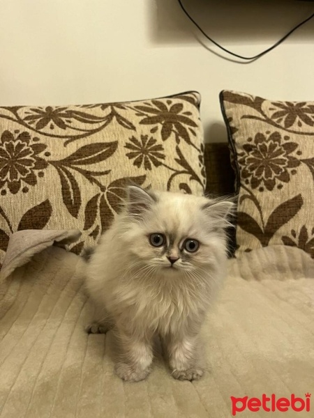 British Longhair, Kedi  pamuk fotoğrafı