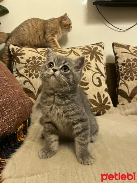 British Shorthair, Kedi  bulut fotoğrafı