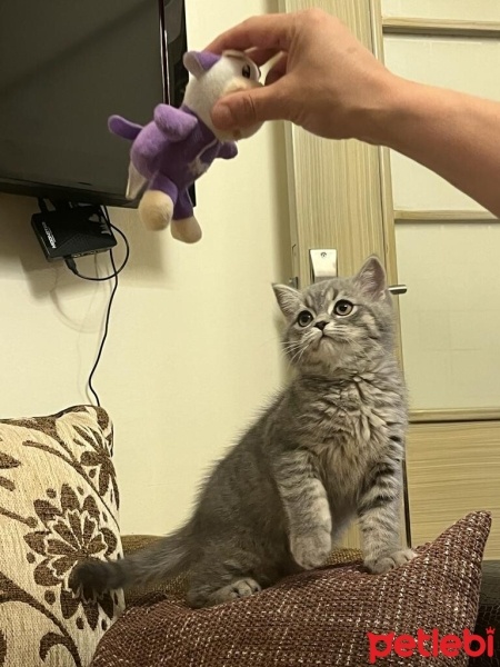British Shorthair, Kedi  bulut fotoğrafı