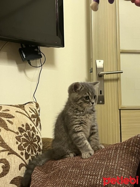 British Shorthair, Kedi  bulut fotoğrafı