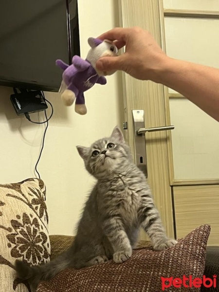 British Shorthair, Kedi  bulut fotoğrafı