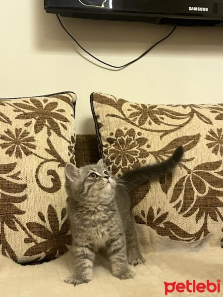 British Shorthair, Kedi  bulut fotoğrafı