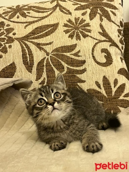 Brazilian Shorthair, Kedi  şimşek fotoğrafı
