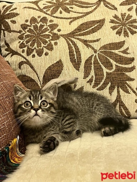 Brazilian Shorthair, Kedi  şimşek fotoğrafı