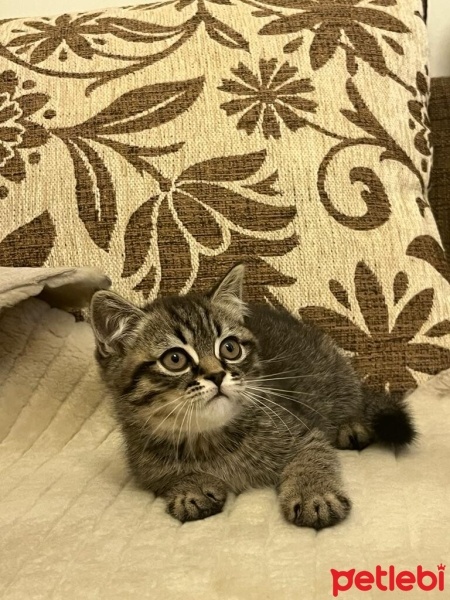 Brazilian Shorthair, Kedi  şimşek fotoğrafı